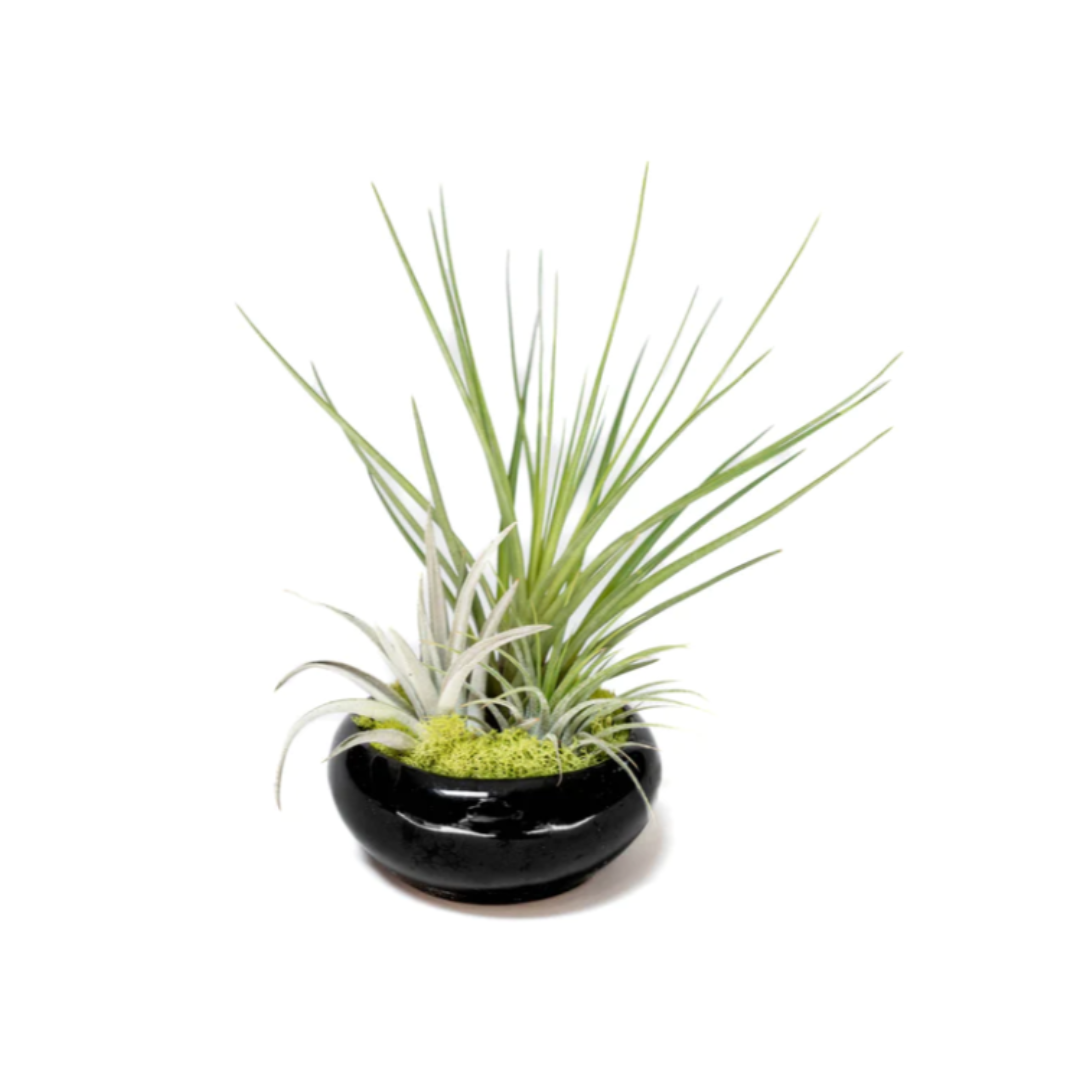 Air Plant Garden Dish